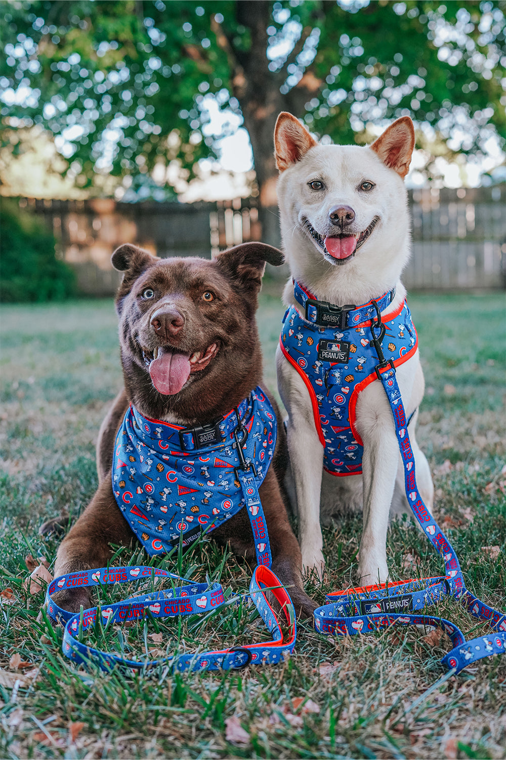 Dog Leash - MLB™ x Peanuts™ Chicago Cubs™