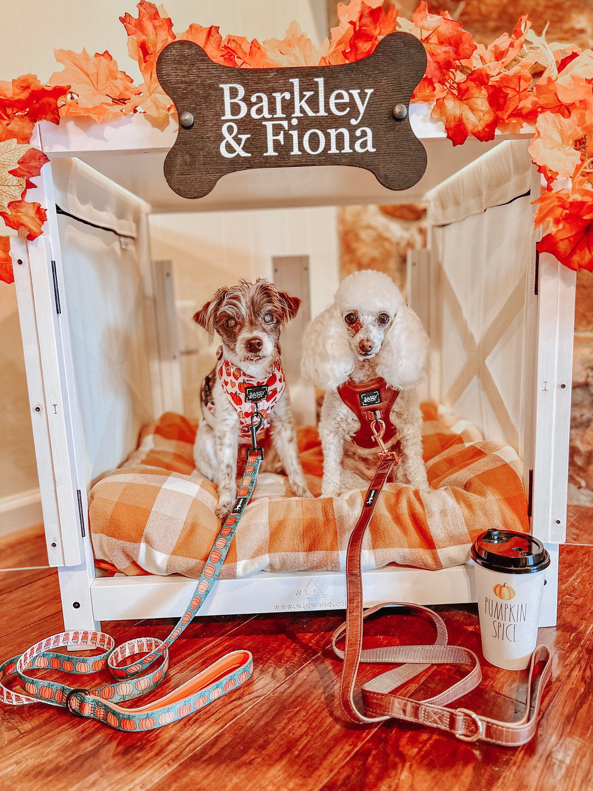 Dog Four Piece Bundle - Teddy