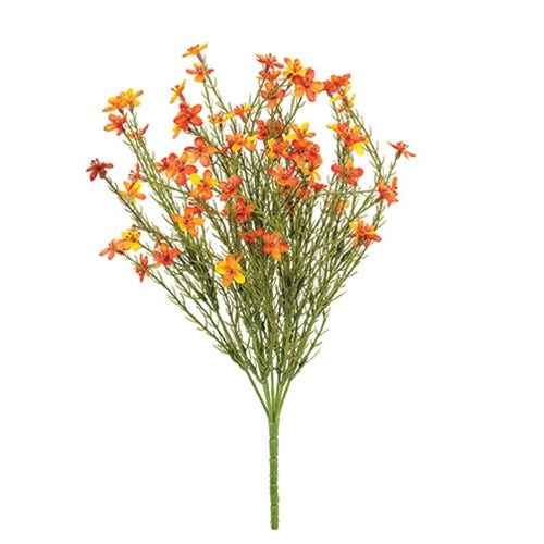 Bittersweet Star Flower Bush