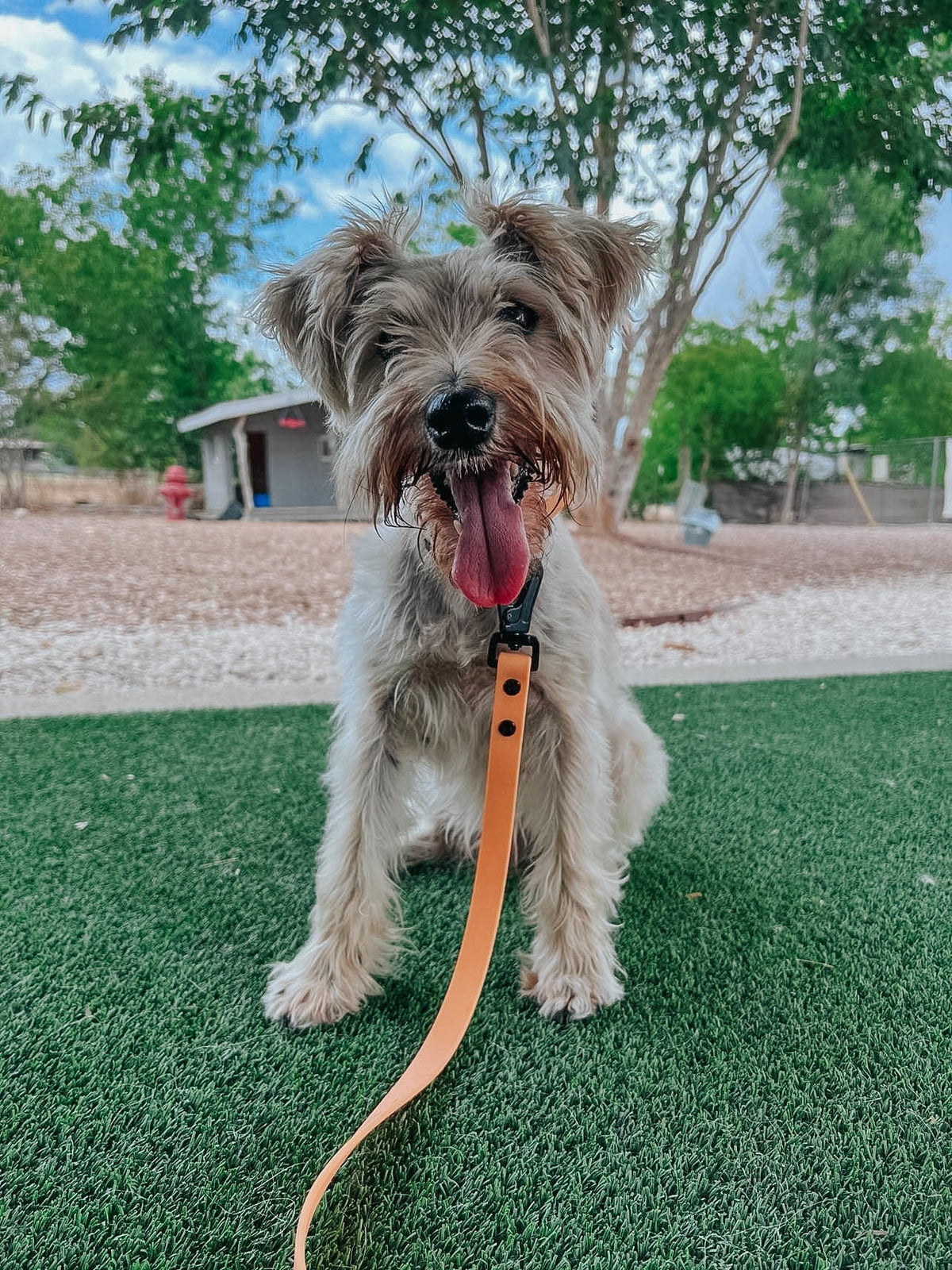 Dog Waste Bag Holder - Adventure Orange