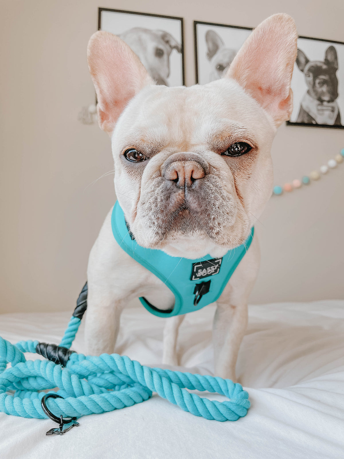 Dog Rope Leash - Neon Blue